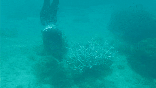 Scientists are hoping to find a way to save the coral on the Great Barrier Reef from climate change.