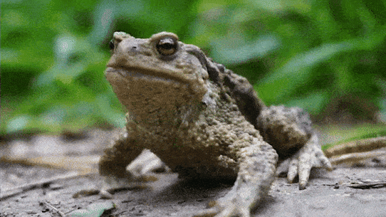 bufo marinus