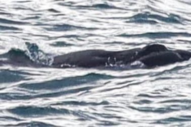 The whale calf is the first seen in Victorian waters this year.