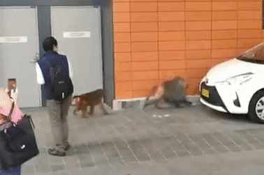 Several baboons escaped a facility on the grounds of Royal Prince Alfred Hospital in Sydney.