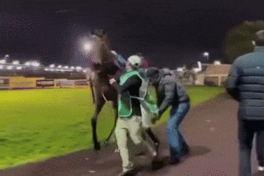 Jockey Michael Hellyer is thrown from a horse.