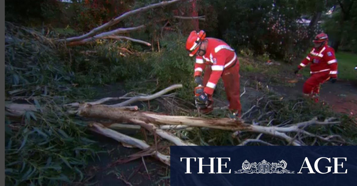 Wild winds bring trees down across Victoria