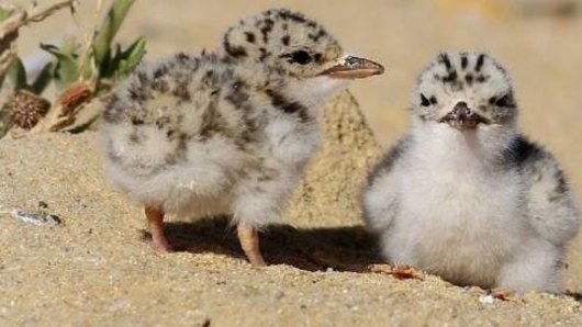 Fairy tern chicks.