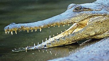 Note how the crocodile has a mouth full of similar, simple teeth.