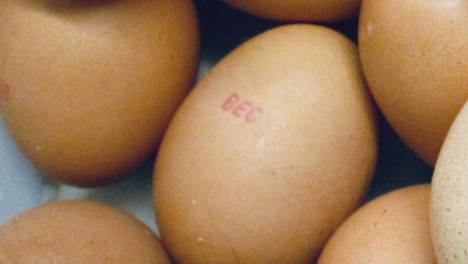 People are being urged to check the shells of any eggs in their kitchen as they may be contaminated with salmonella. 
