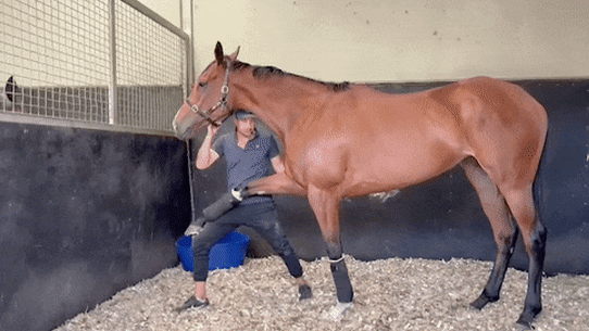 Horse physio Tom Simpson helps Via Sistina warm up before her stunning victory in the 2024 Cox Plate.