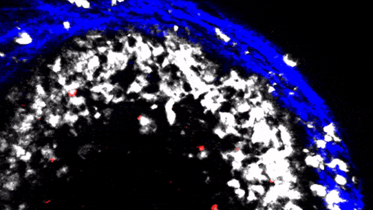 Advanced intravital imaging shows memory B cells (red) interacting with macrophages (white) inside a lymph node (blue).