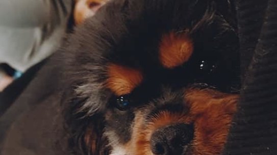 Teddy, the Cavalier King Charles spaniel at the heart of a defamation dispute.