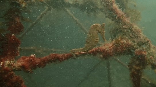 Footage of the White’s seahorse in Sydney Harbour. 