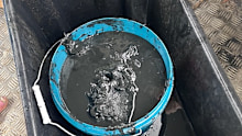 A bucket of monosulfidic black ooze collected from the Richmond River.