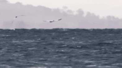 Gannets, long-surviving “dinosaur” birds, face new pressures for survival