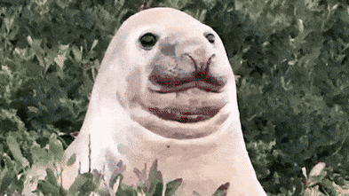 Documentary examines ‘nuisance’ animals through interactions with Neil the seal