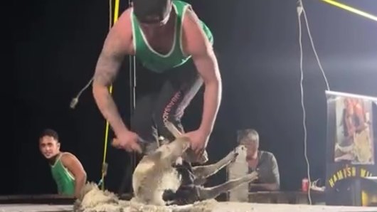Click go the shears – but is it a new Australian record?