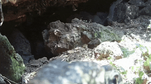 Stunning bat cave footage captures disease spread risk for first time