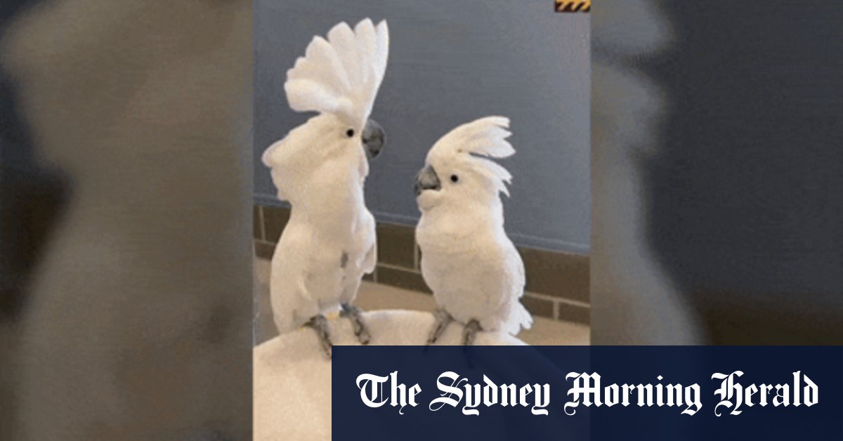 Squawker on the Dancefloor: Cockatoos busting out 30 moves