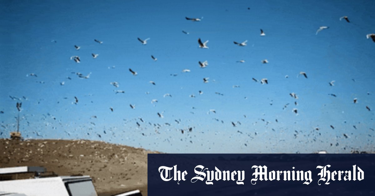 This massive tip stinks and is home to a plague of seagulls. Owners want to triple its size