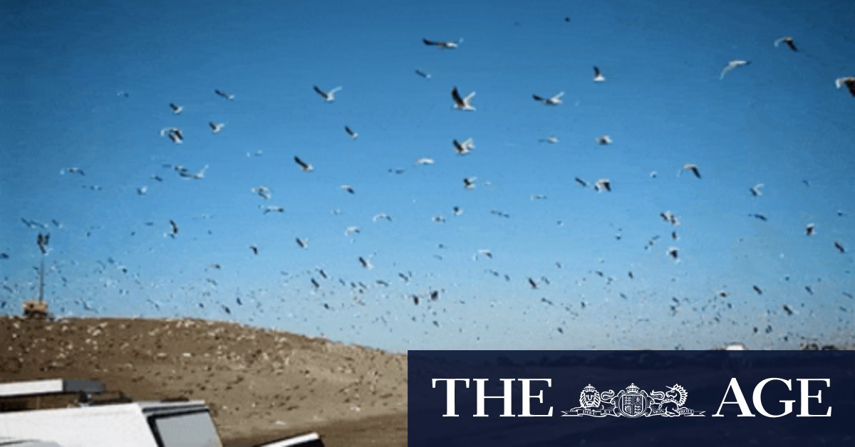 This massive tip stinks and is home to a plague of seagulls ...