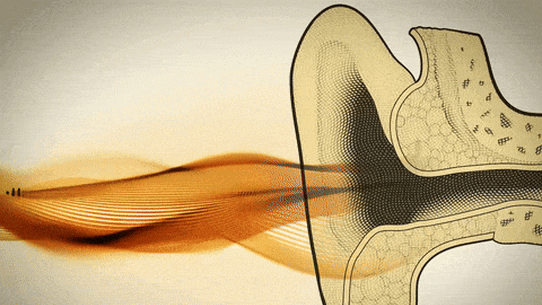 ‘I didn’t catch that’: The trouble with hearing