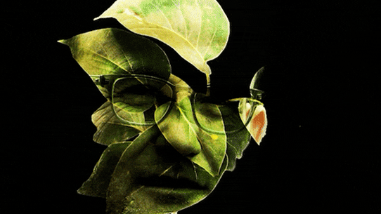 leaves illustration for Knott