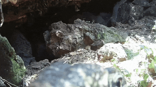 Footage of a lizard in the bat cave in Uganda.