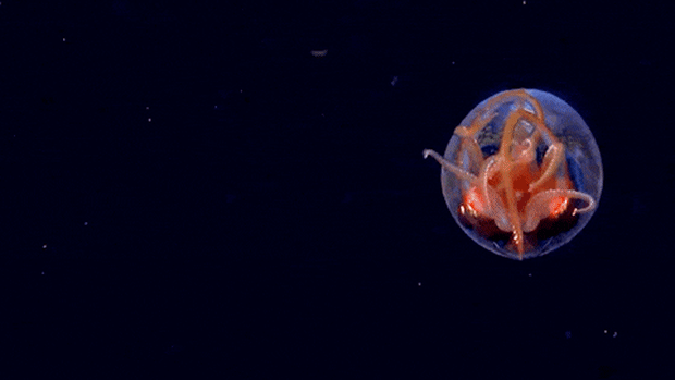 Colossal squid caught on video in the wild for the first time.