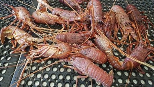 Targeted assistance to sectors such as the WA rock lobster industry is being examined by the Morrison government.