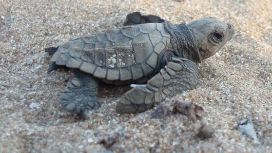 A baby turtle just after hatching on Flinders Beach on the western side of Cape York, Queensland.
