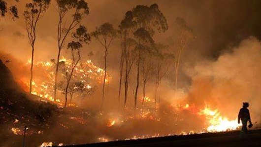 The sight that confronted firefighters at the Cunninghams Gap firefront in Queensland's Scenic Rim earlier this month.