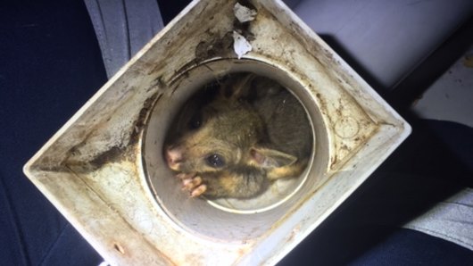 A possum and its joey had fallen from a roof and into a drainpipe in Brisbane. 