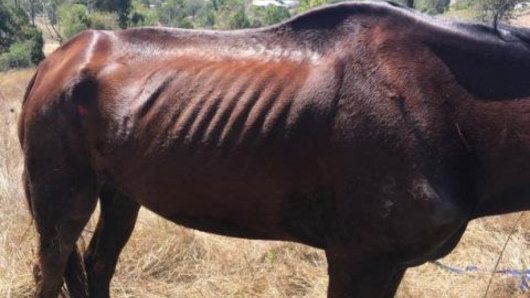 Three people have been charged over the treatment of this retired racehorse.