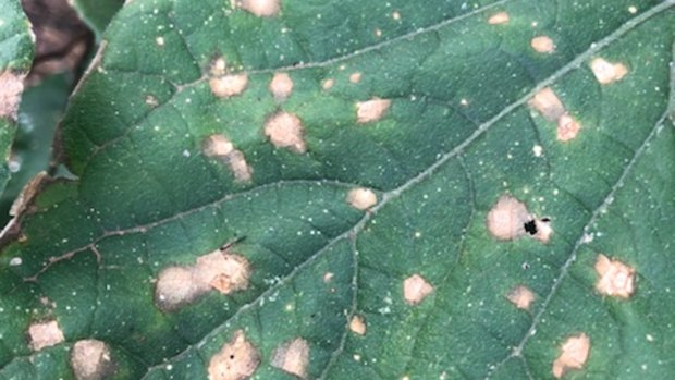 Narromine farmer Colin Hamilton observed scorch marks on the leaves in his garden after a spray event on April 19.