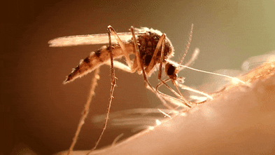 Mosquito season has come early. Health authorities are worried about two viruses