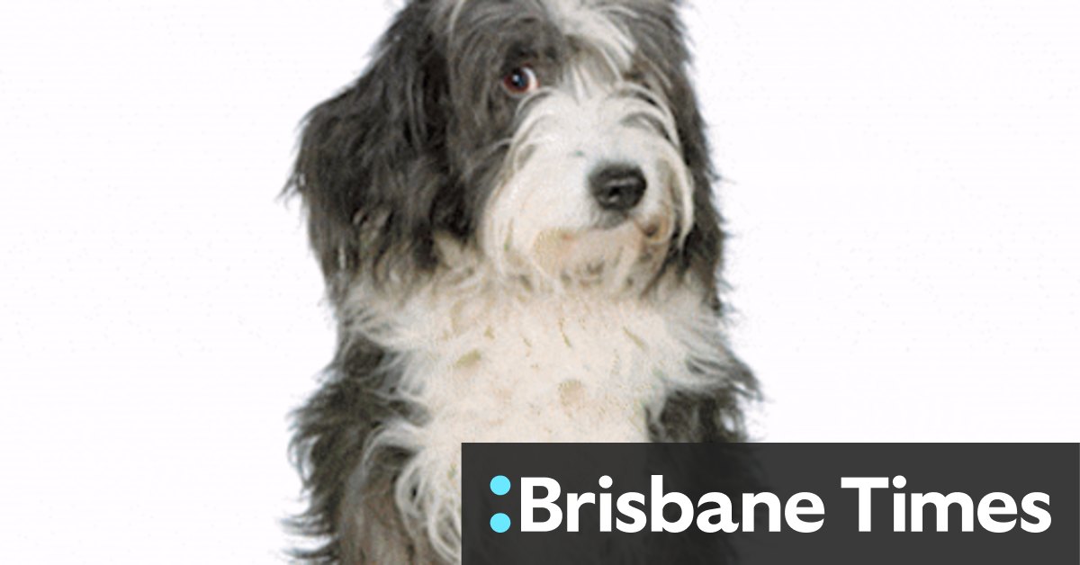 Australian family law: When couples separate or divorce, who gets custody of the pet? - Vimarsana News