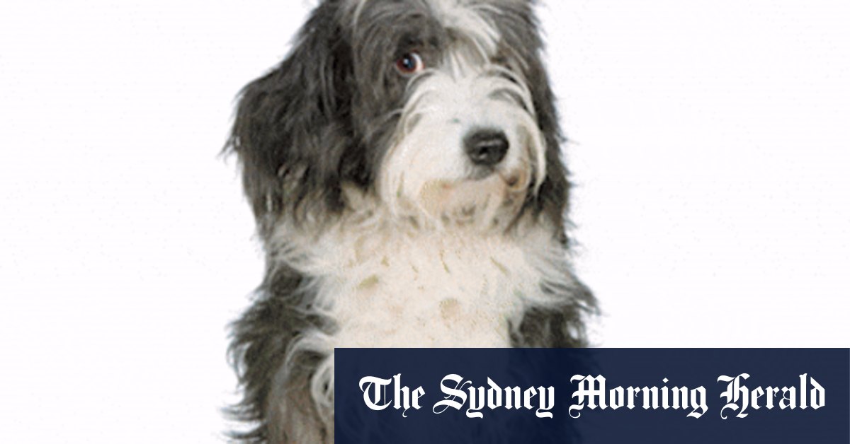 Australian family law: When couples separate or divorce, who gets custody of the pet? - Vimarsana News
