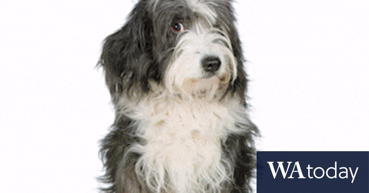 Australian family law: When couples separate or divorce, who gets custody of the pet? - Vimarsana News