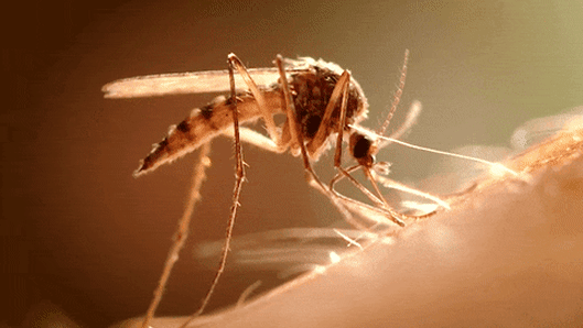 Mosquito season has come early. Health authorities are worried about two viruses