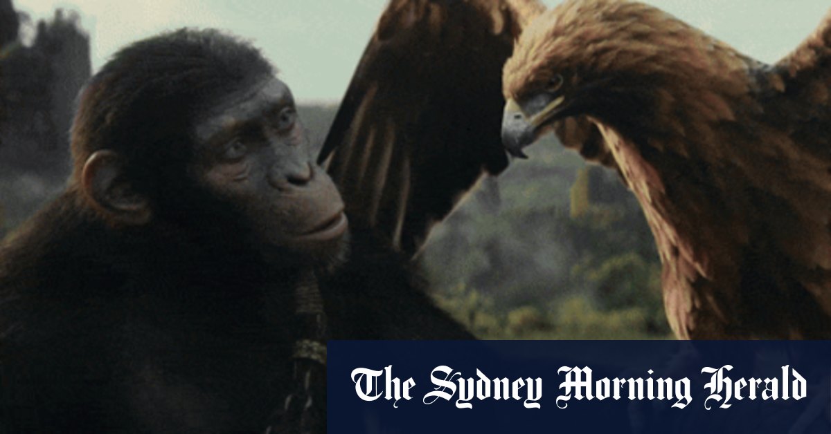Kingdom of the Planet of the Apes: Australian reboot makes evolutionary leap - Vimarsana News
