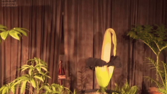 After 1.7 million online views and at least in person 27,000 visitors, curtains fell on Putricia’s famous livestream at midnight. 