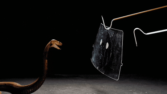 A Nubian spitting cobra unleashes its necrotising venom.