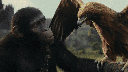apes gif 01