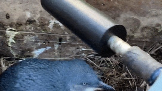 Phillip Island penguins are having a record breeding season in 2021