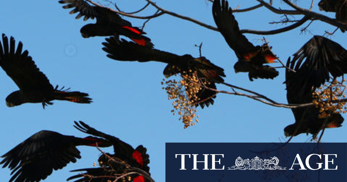 Three years until Carnaby's cockatoo starvation starts, BirdLife warns - Vimarsana News