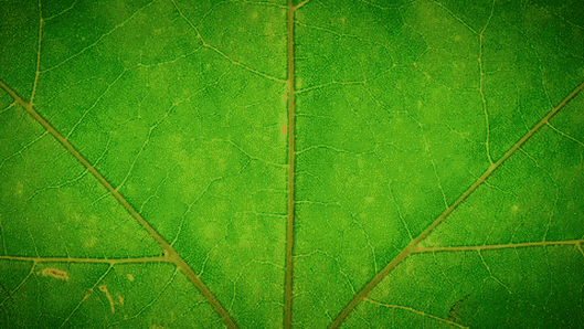 Trees have biological clocks too. Here’s how their leaves change colour