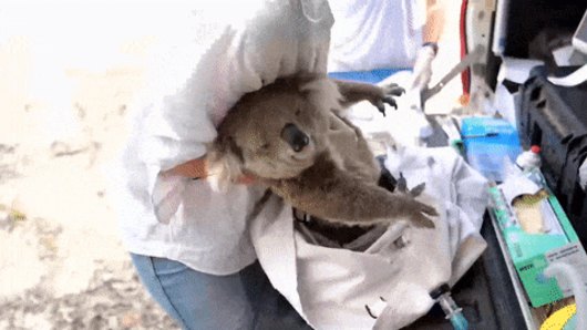 How the healthiest koala colony collapsed into extinction