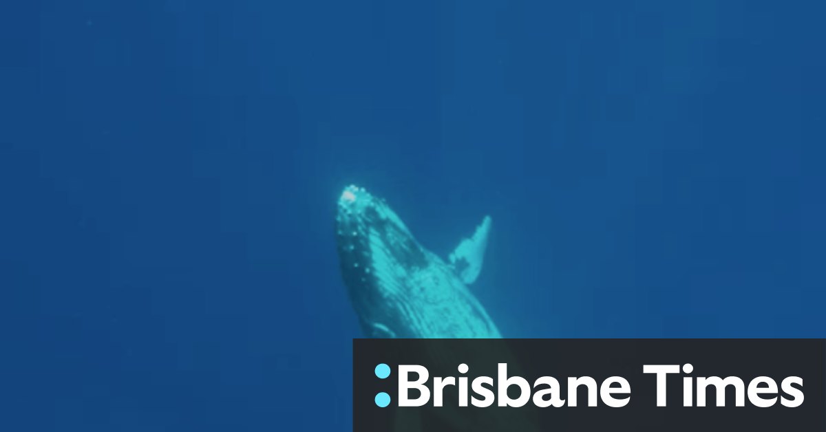 Humpback Hughway extract: What it feels like to hear a whale singing - Vimarsana News