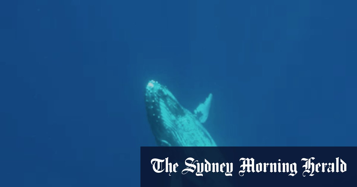 Humpback Hughway extract: What it feels like to hear a whale singing - Vimarsana News