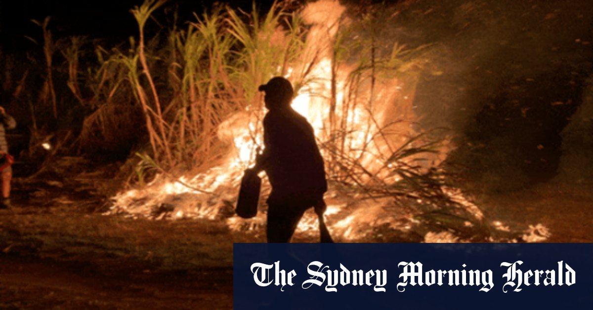 How NSW floods wreaked havoc on state's cattle, cane industries - Vimarsana News