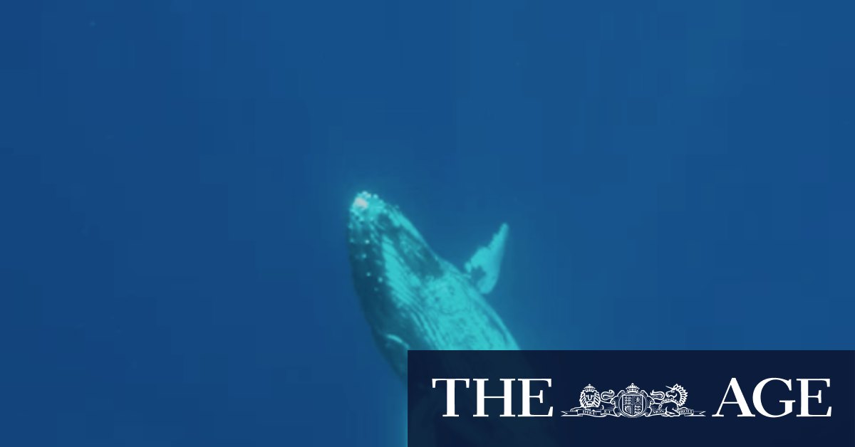 Humpback Hughway extract: What it feels like to hear a whale singing - Vimarsana News