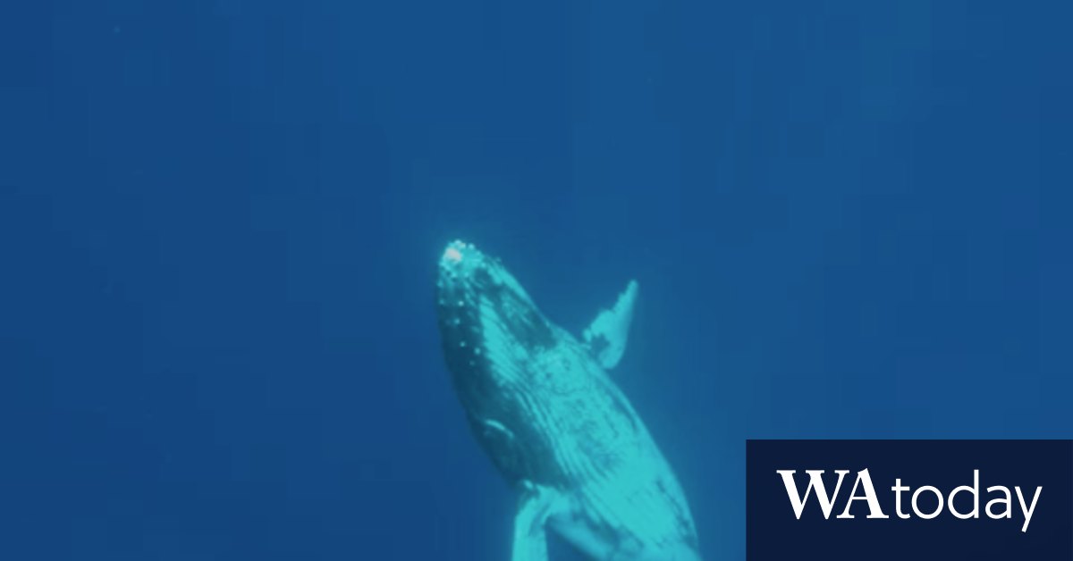 Humpback Hughway extract: What it feels like to hear a whale singing - Vimarsana News
