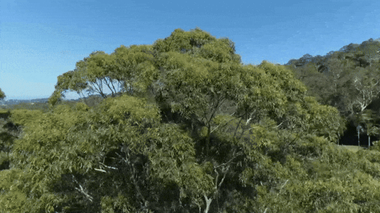 A documentary directed and produced by award-winning local filmmaker Bruce Walters about a campaign to save two trees in Ruskin Rowe, Avalon. 